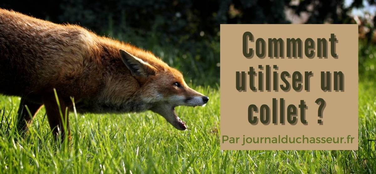 Comment utiliser un piège collet&nbsp;?