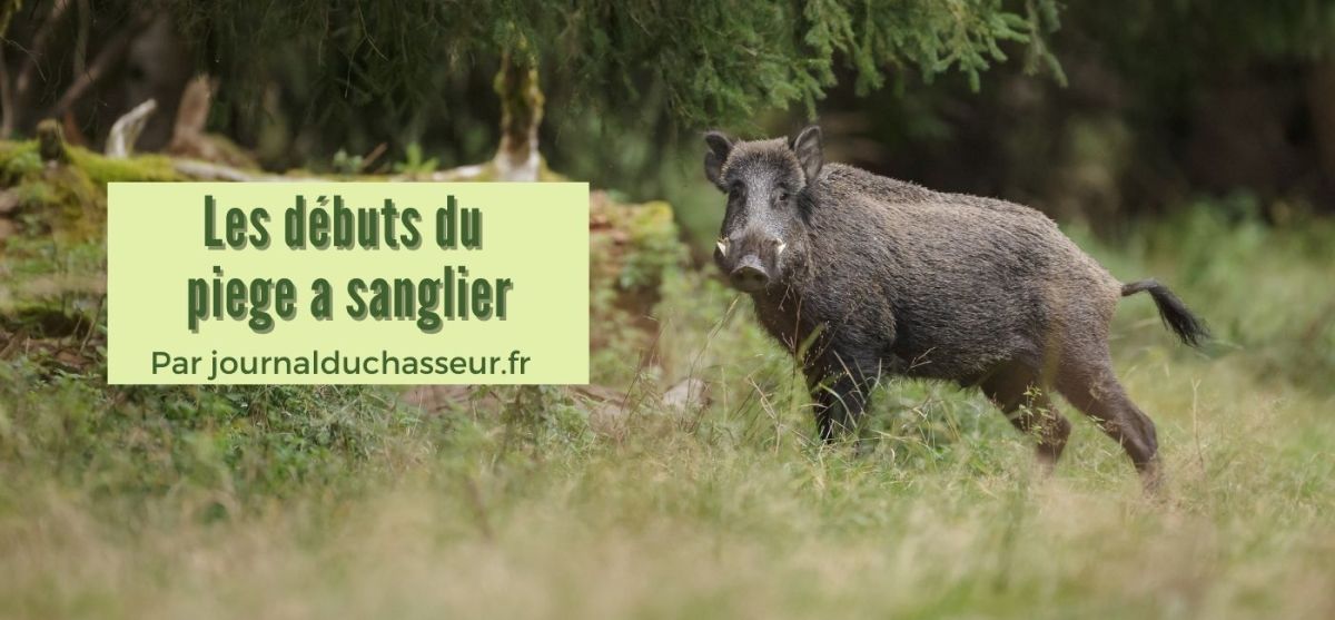 Les débuts du piege a&nbsp;sanglier