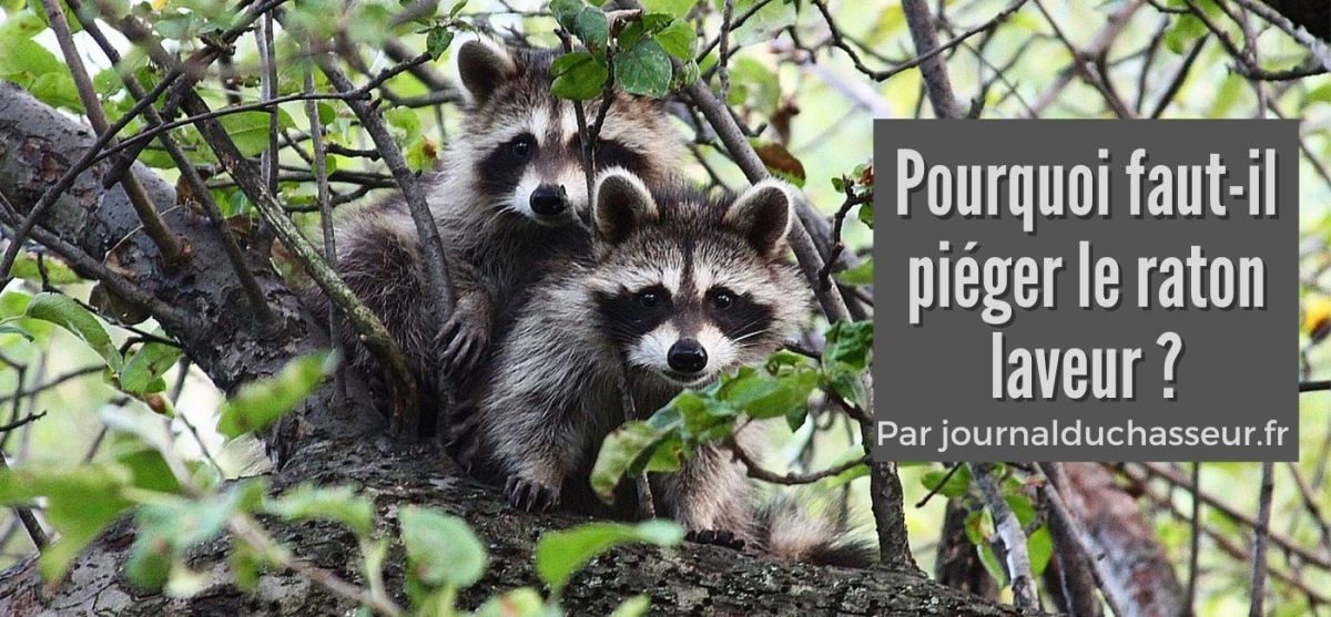 Pourquoi faut-il piéger le raton laveur&nbsp;?