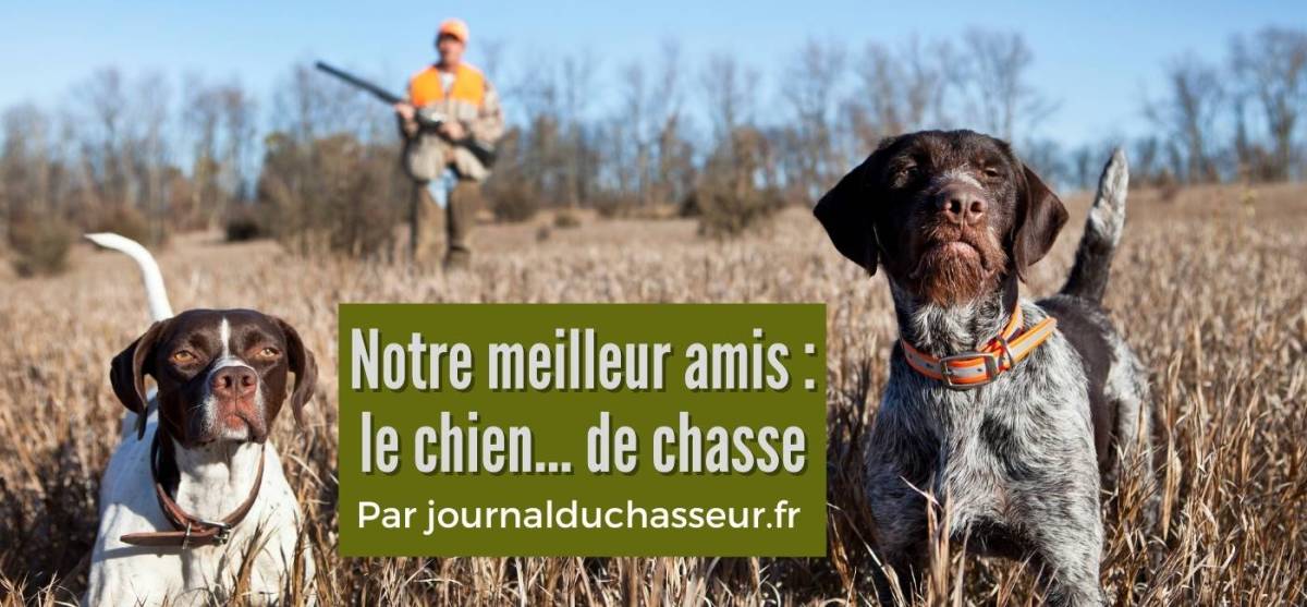 Comment choisir un chien de chasse&nbsp;?