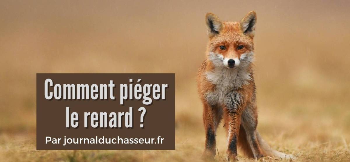 Comment piéger le renard&nbsp;?