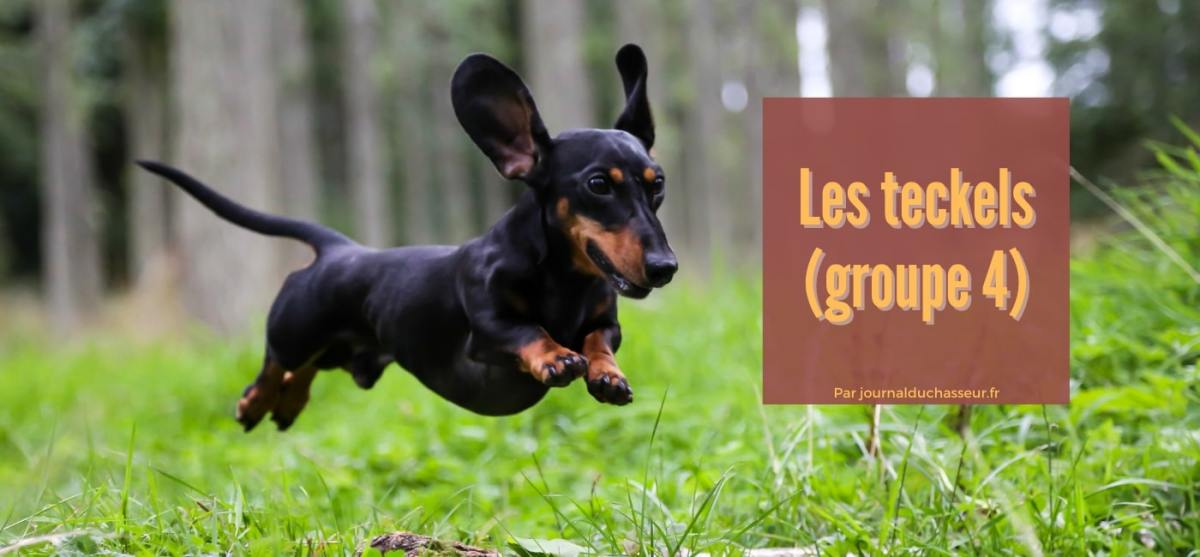 Les teckels (groupe&nbsp;4)