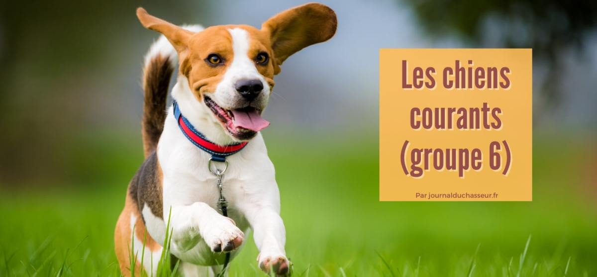 Les chiens courants (groupe&nbsp;6)