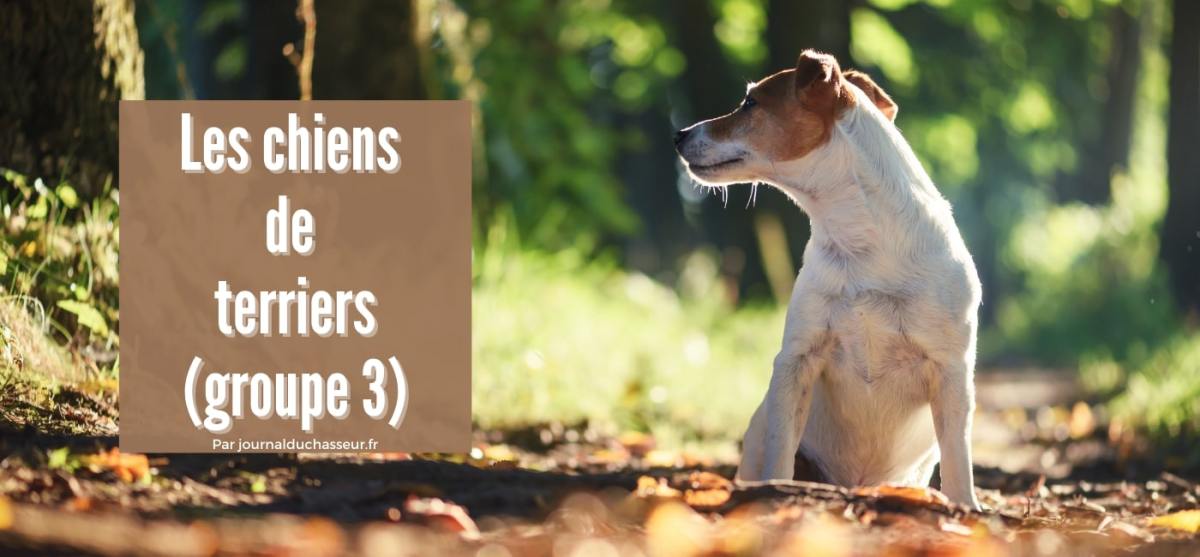 Les chiens de terriers (groupe&nbsp;3)