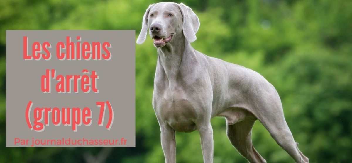 Les chiens d&rsquo;arrêt (groupe&nbsp;7)