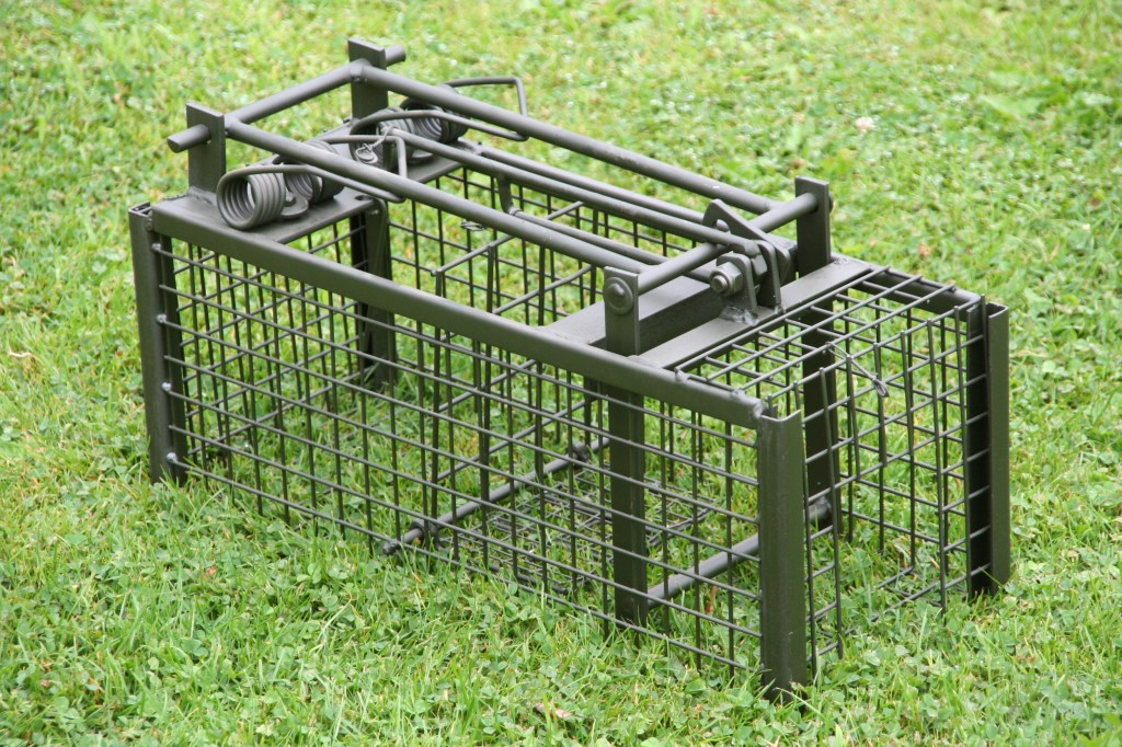 comment piéger une fouine