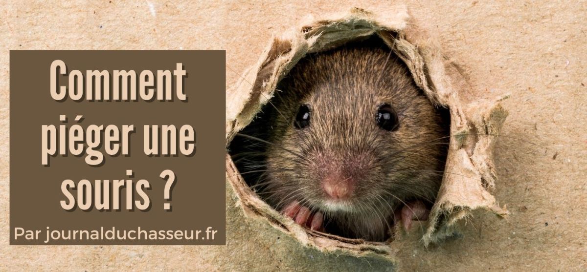 Comment piéger une souris&nbsp;?