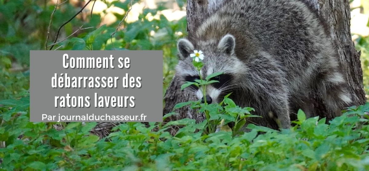 Comment se débarrasser des ratons laveurs&nbsp;?