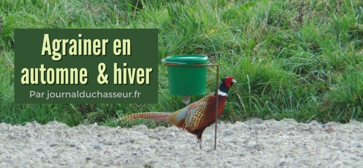 Nos conseils pour agrainer en automne / hiver&nbsp;: