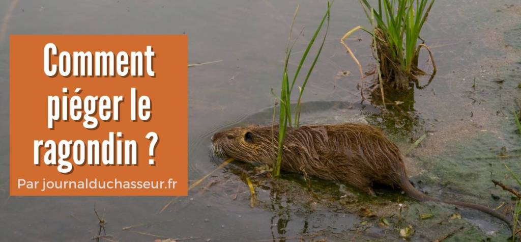 techniques-de-pi-geage-journal-du-chasseur