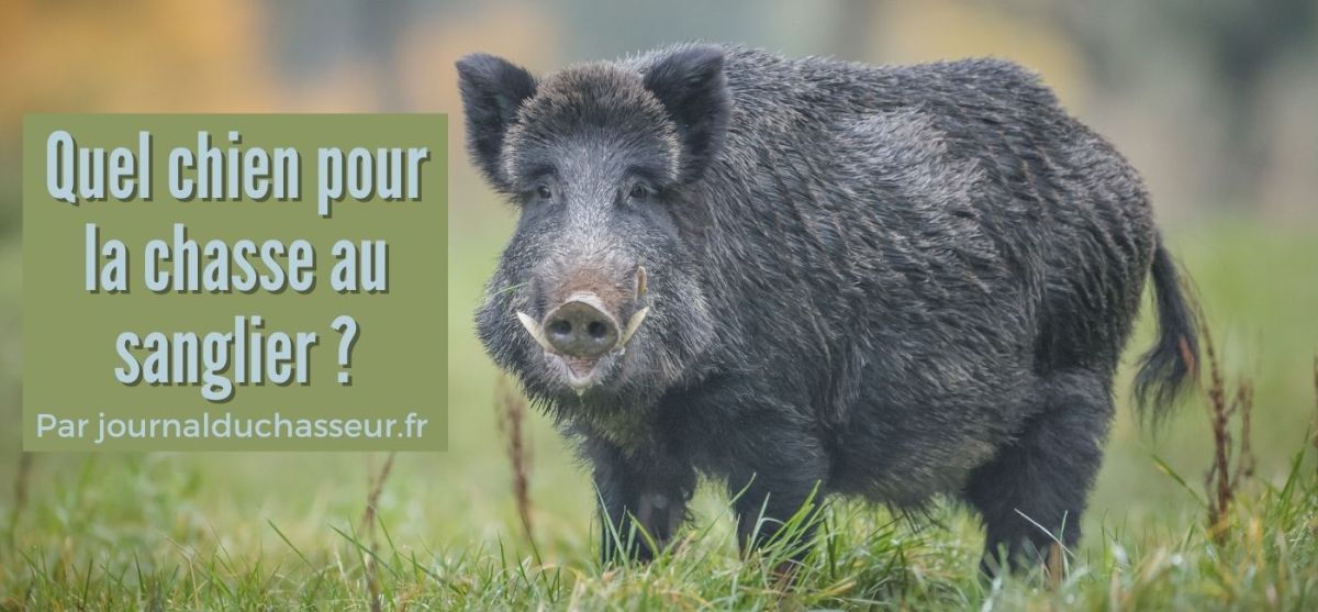 Quel chien de chasse pour le sanglier&nbsp;?