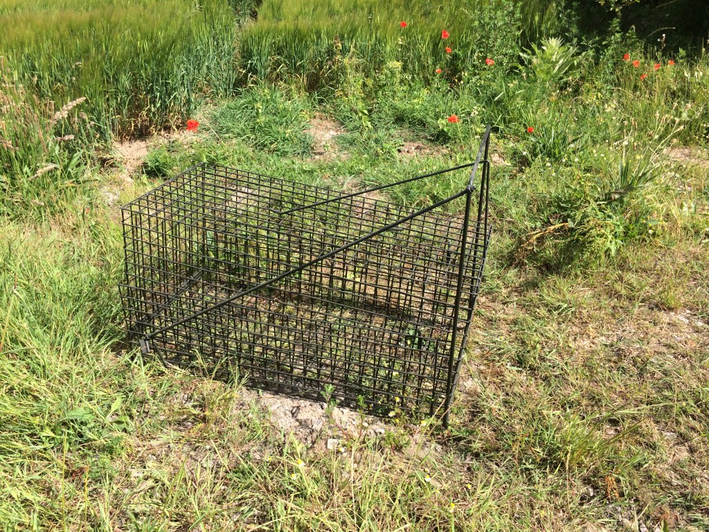 comment piéger une fouine