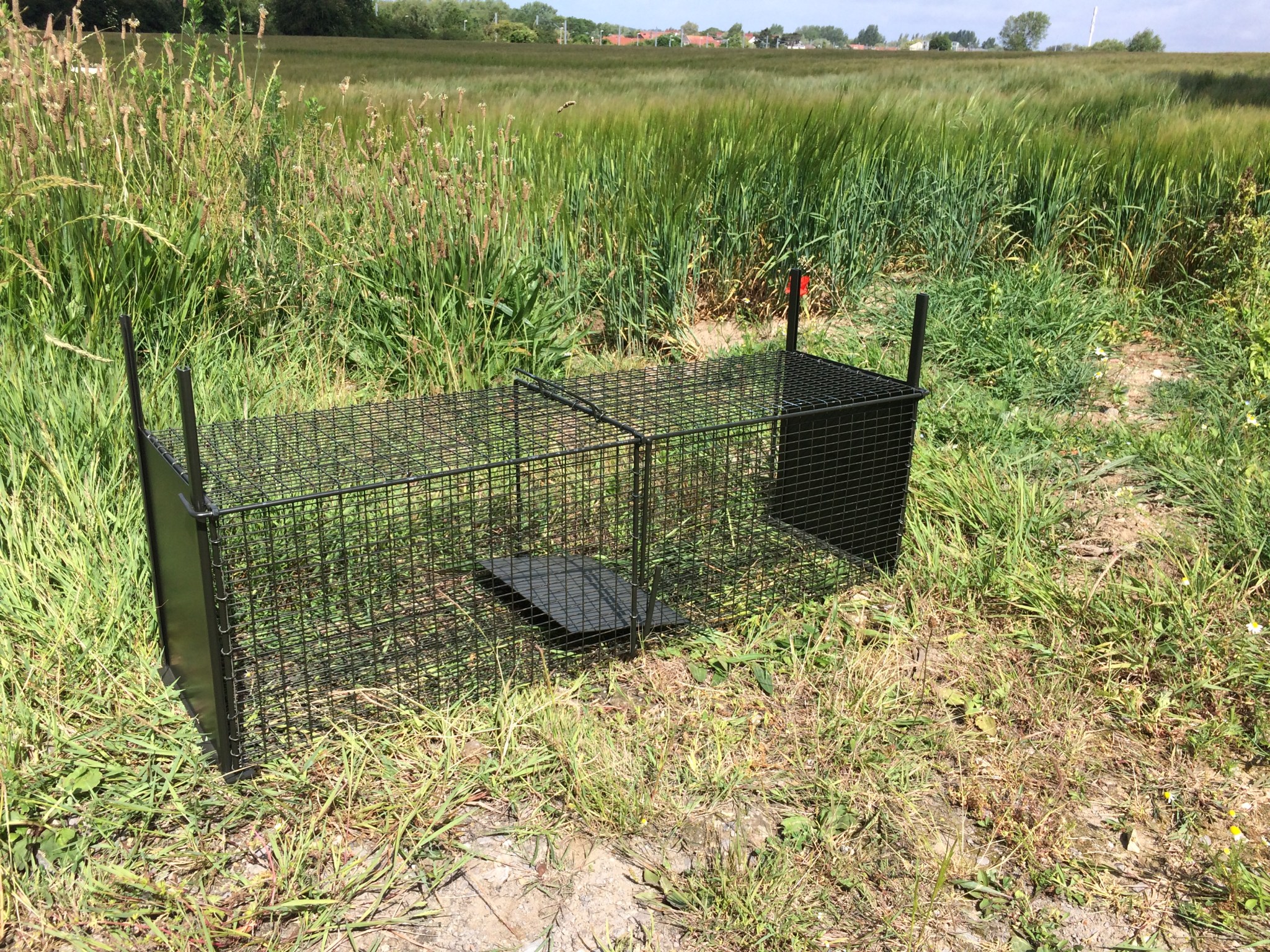 comment-pi-ger-un-ragondin-journal-du-chasseur