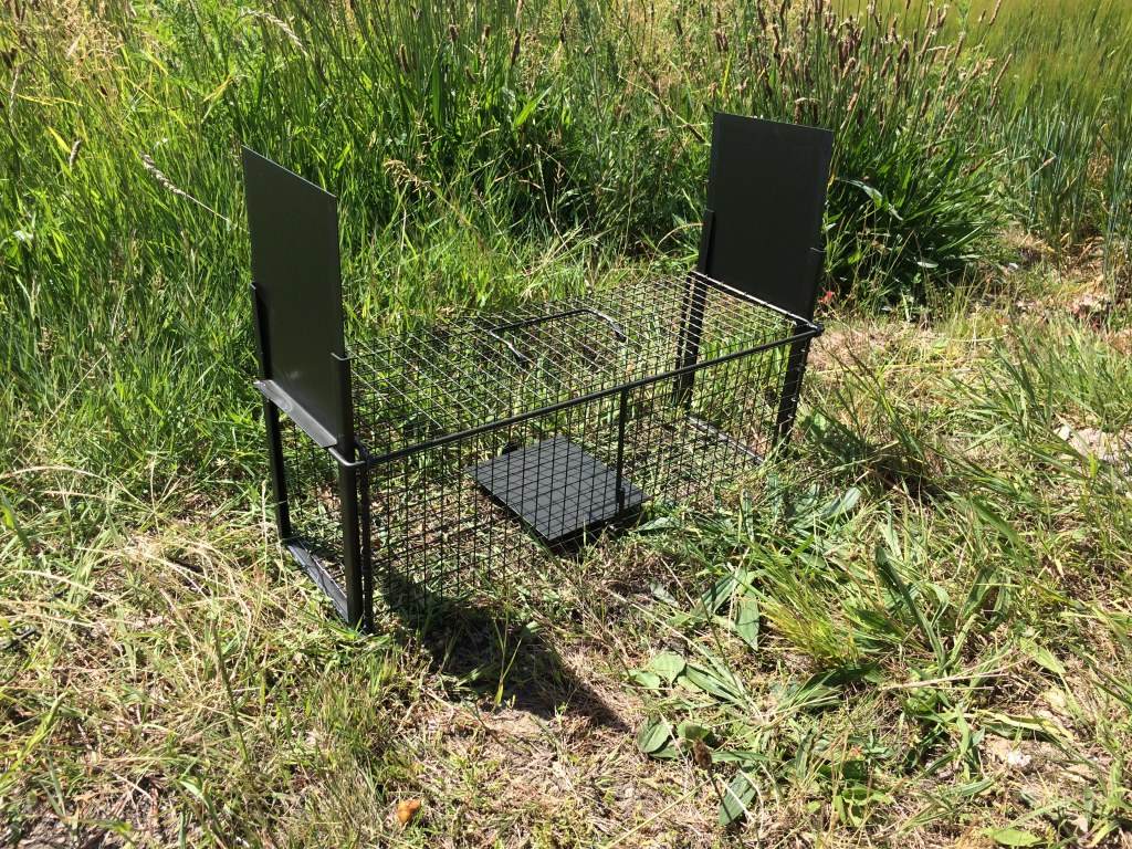 comment piéger une fouine