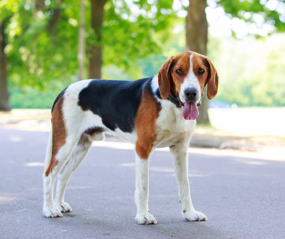 chien de chasse, chien courant