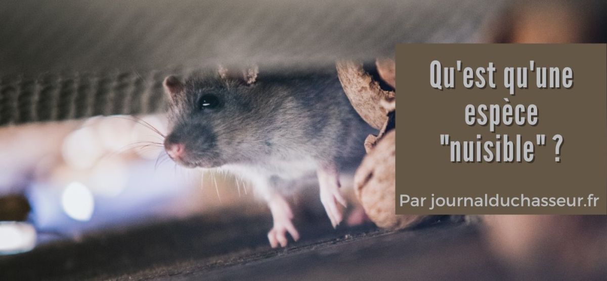 Qu’est-ce qu’une espèce « nuisible&nbsp;»