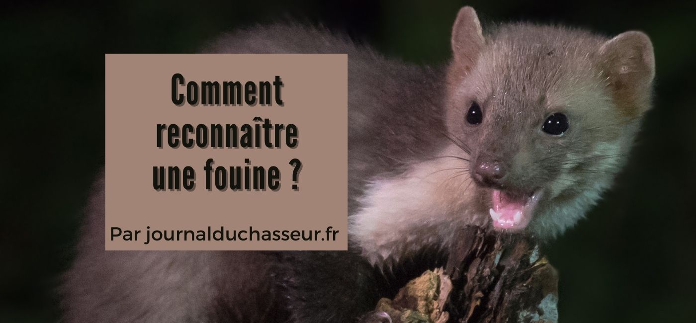 Techniques de piégeage Journal du chasseur — free download