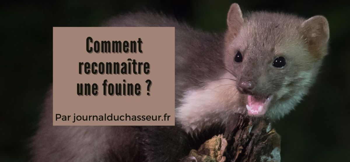 Comment reconnaître une fouine&nbsp;?