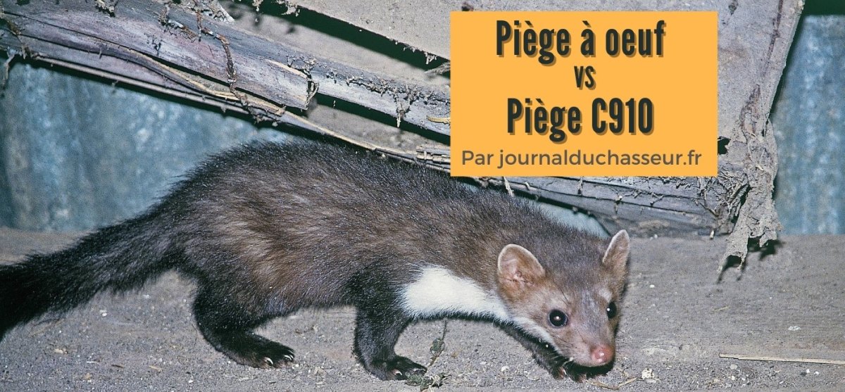 Piège à oeuf ou piège C910&nbsp;?