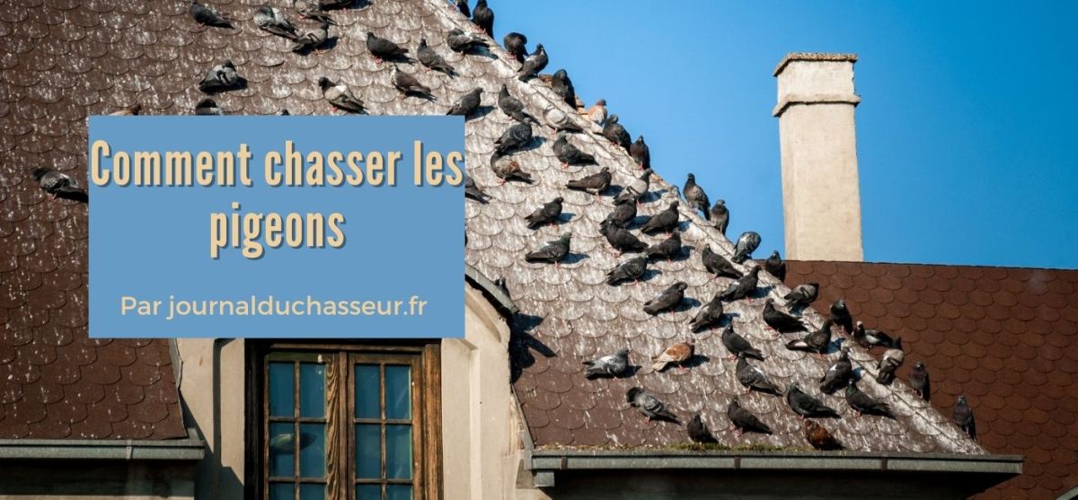 Comment se débarrasser des pigeons&nbsp;?