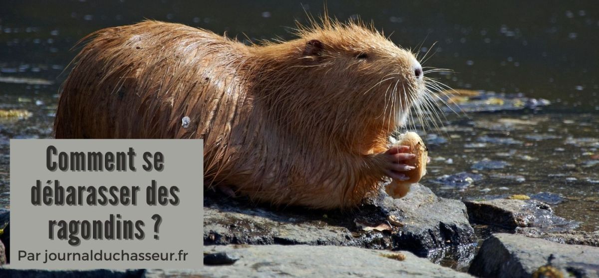 Comment se débarrasser des ragondins&nbsp;?