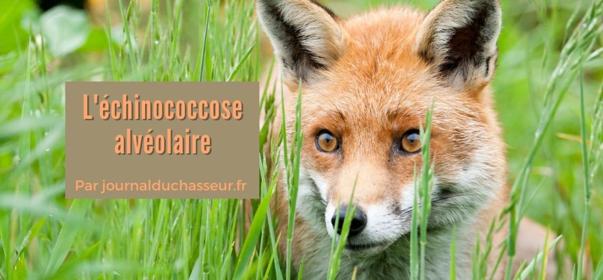 L’échinococcose alvéolaire