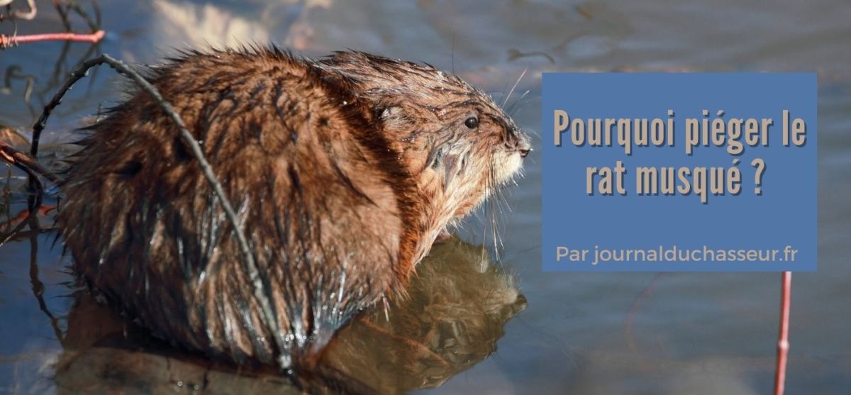 Pourquoi piéger le rat musqué&nbsp;?