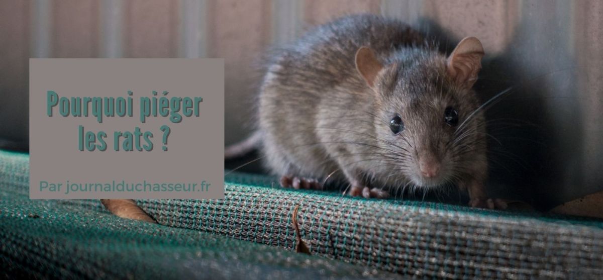 Pourquoi piéger les rats&nbsp;?