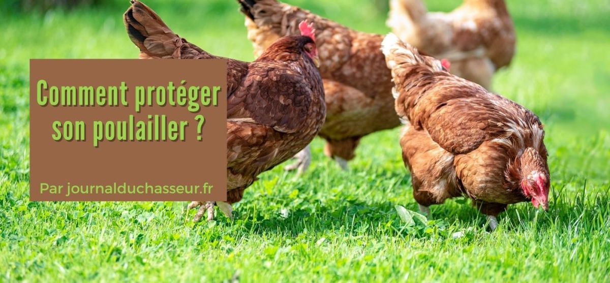 Comment protéger son poulailler&nbsp;?