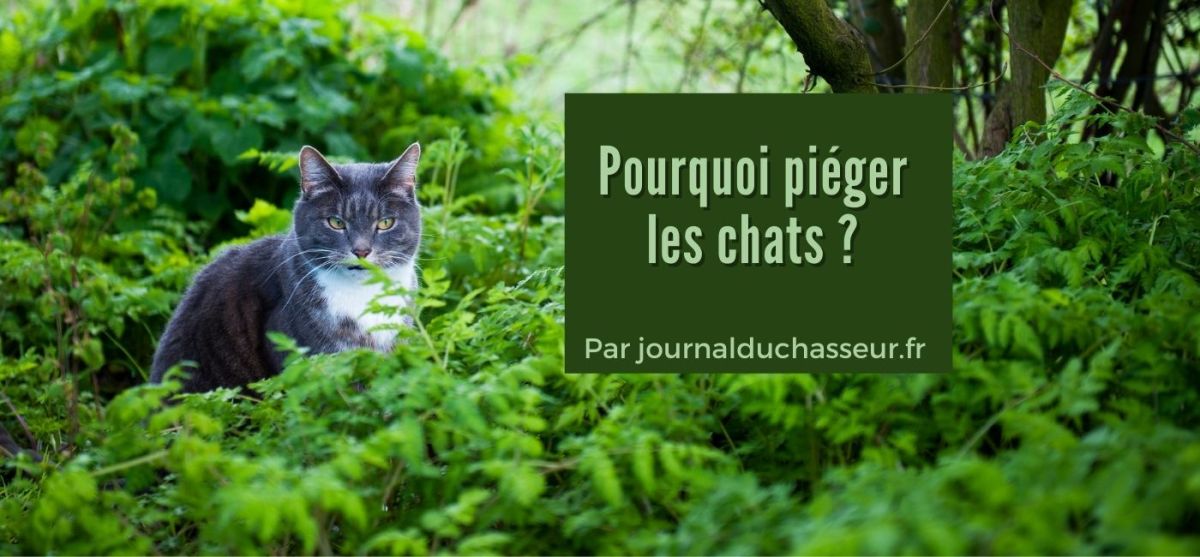 Pourquoi piéger les chats&nbsp;?