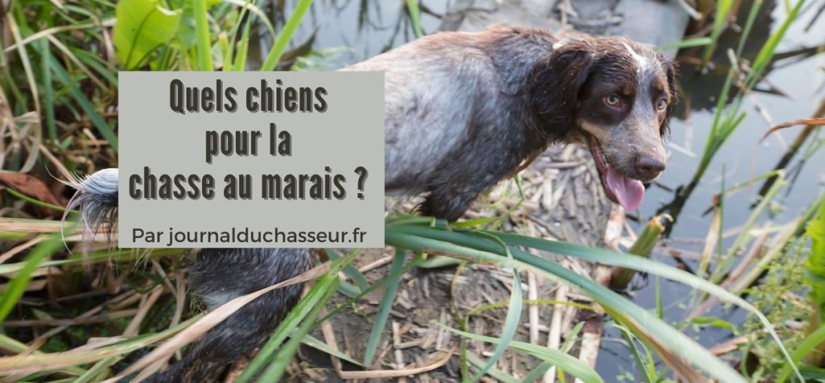 Quels chiens pour la chasse au marais&nbsp;?