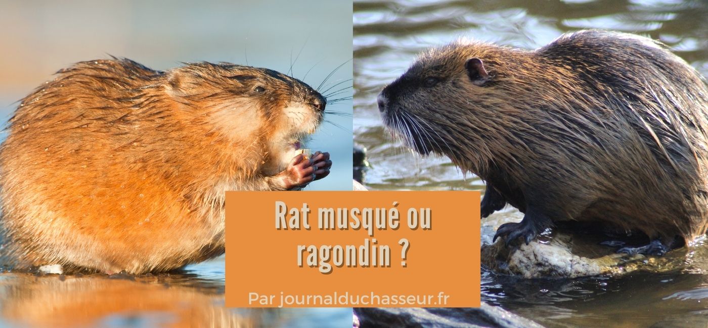 différence entre ragondin et rat musqué
