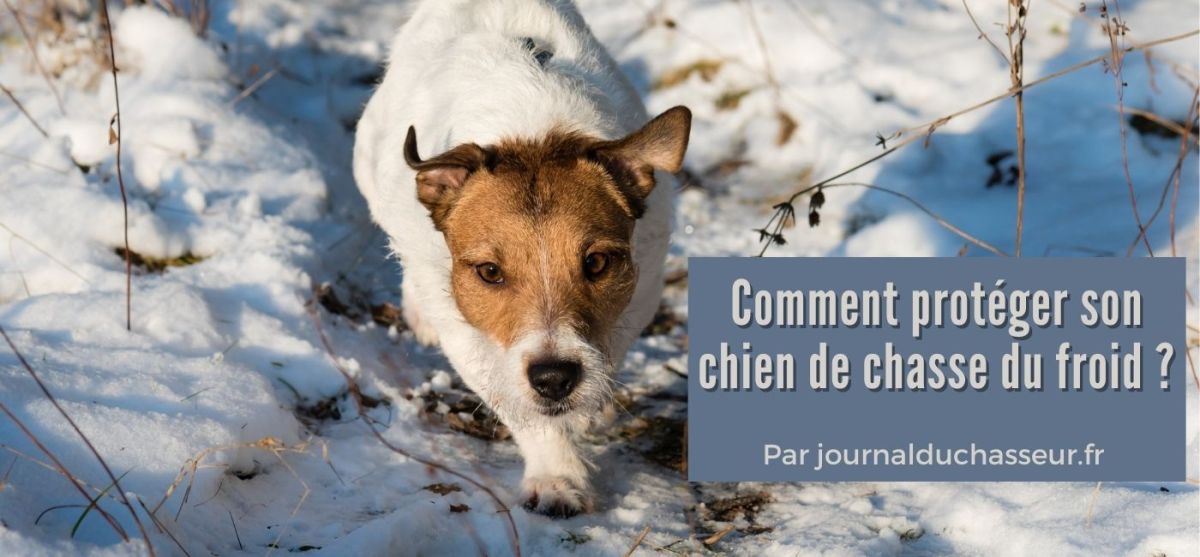 Comment protéger son chien de chasse du froid&nbsp;?
