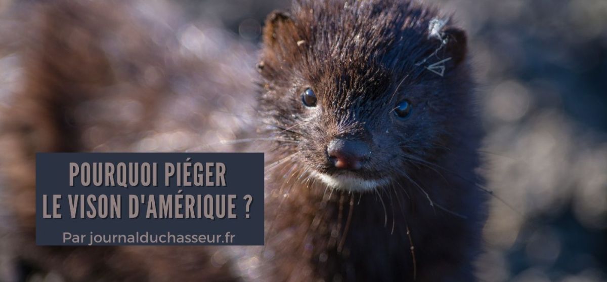Pourquoi piéger le vison d’Amérique&nbsp;?