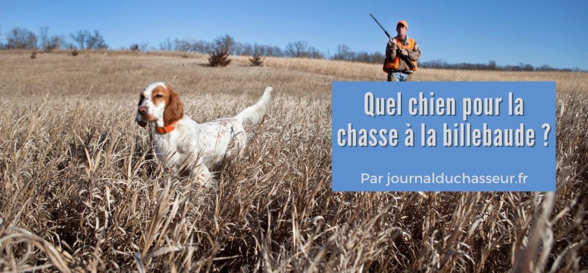 Quel chien pour la chasse à la billebaude&nbsp;?