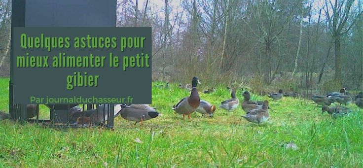 Quelques astuces pour mieux alimenter le petit&nbsp;gibier