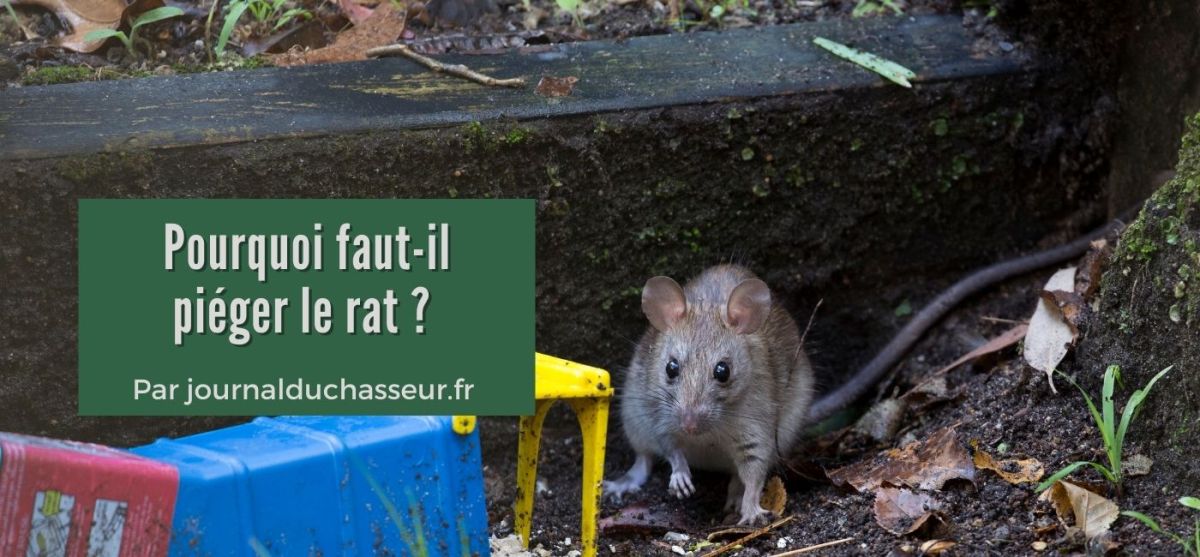 Pourquoi faut-il piéger le rat&nbsp;?