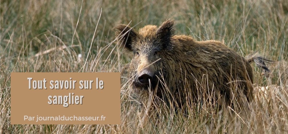 Tout savoir sur le sanglier